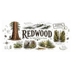Redwood National Park Coffee Mug | California Coastal Forest Hiking Gift | Accent Color Ceramic 11oz 15oz video